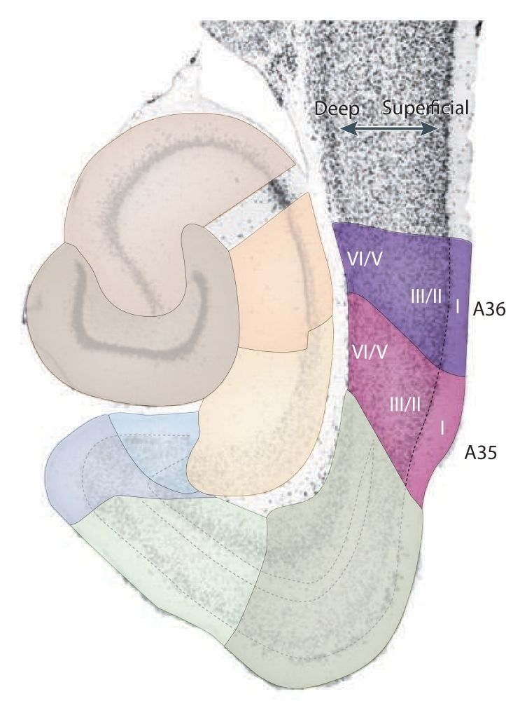 Rat Perirhinal And Postrhinal Cortex